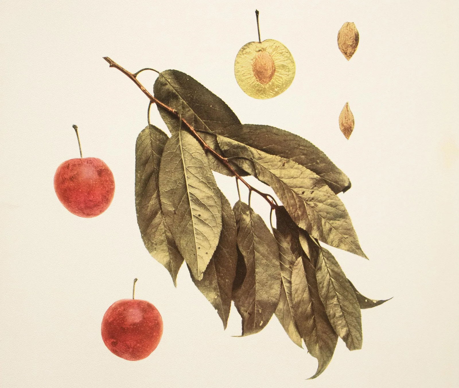 1900s U. P. Hedrick, Original Antique Photogravure of Arkansas Plums - 5