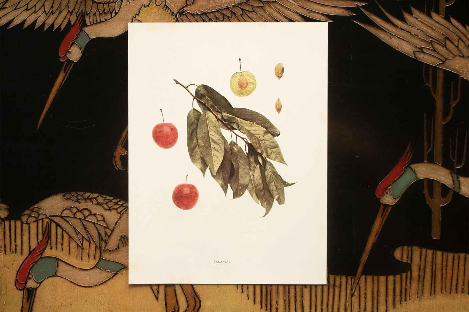 1900s U. P. Hedrick, Original Antique Photogravure of Arkansas Plums - 6