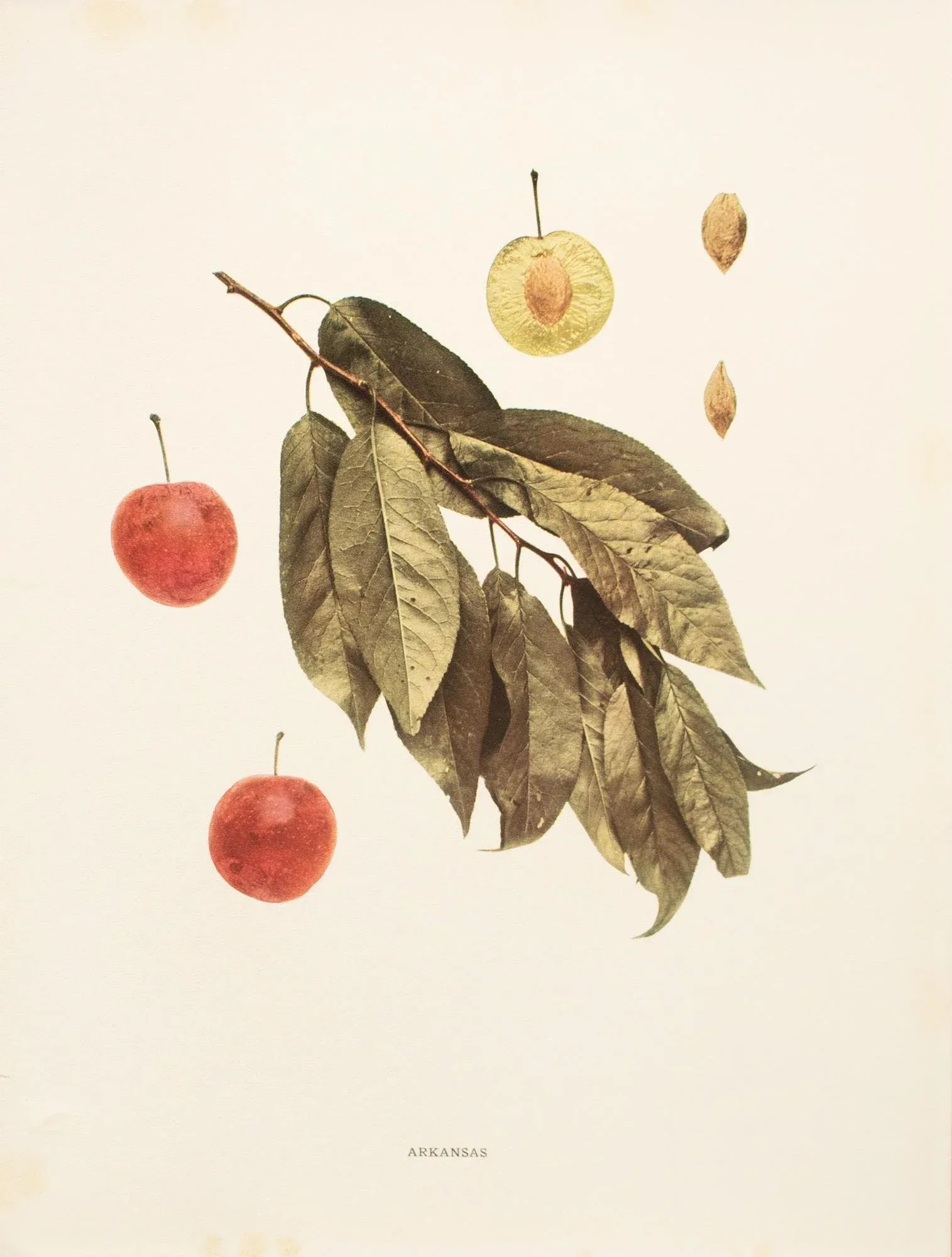 1900s U. P. Hedrick, Original Antique Photogravure of Arkansas Plums - 7