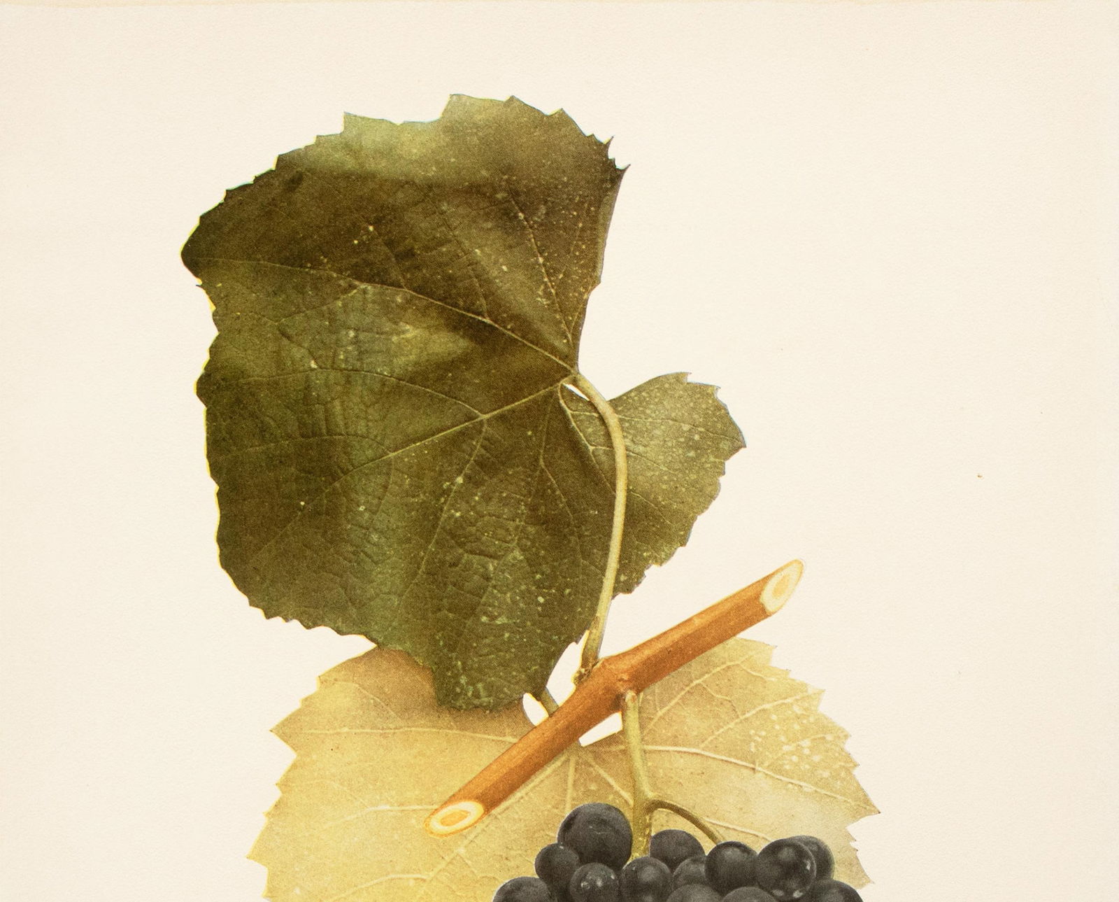 1900s U. P. Hedrick, Original Antique Photogravure of Bahhus Grapes - 3