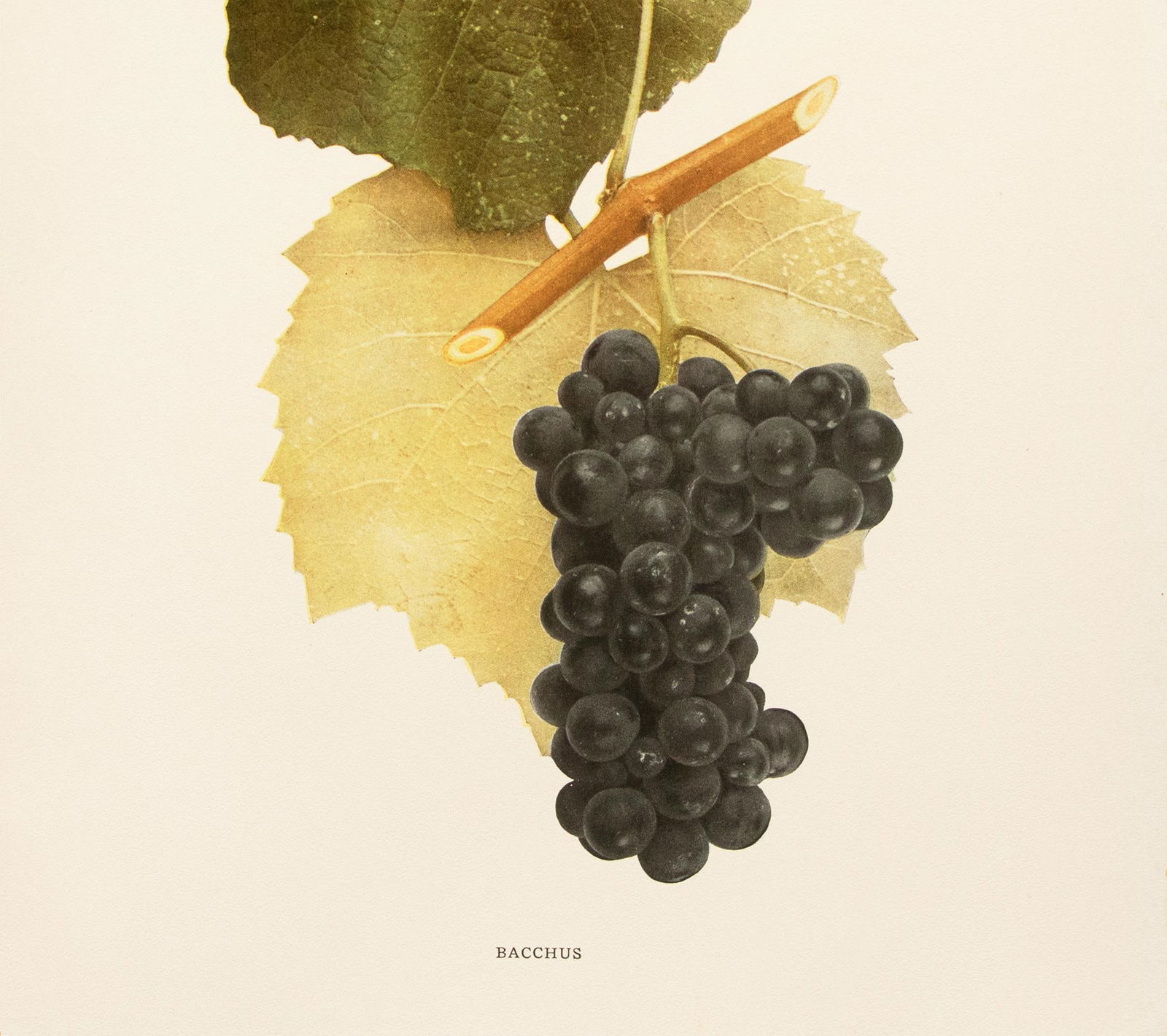 1900s U. P. Hedrick, Original Antique Photogravure of Bahhus Grapes - 4