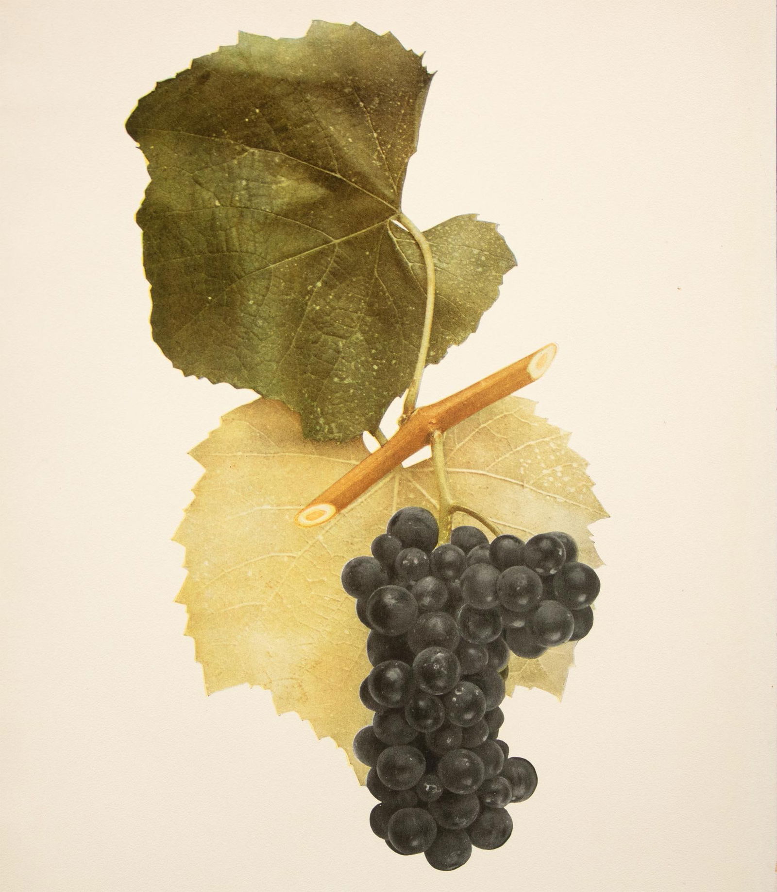 1900s U. P. Hedrick, Original Antique Photogravure of Bahhus Grapes - 5