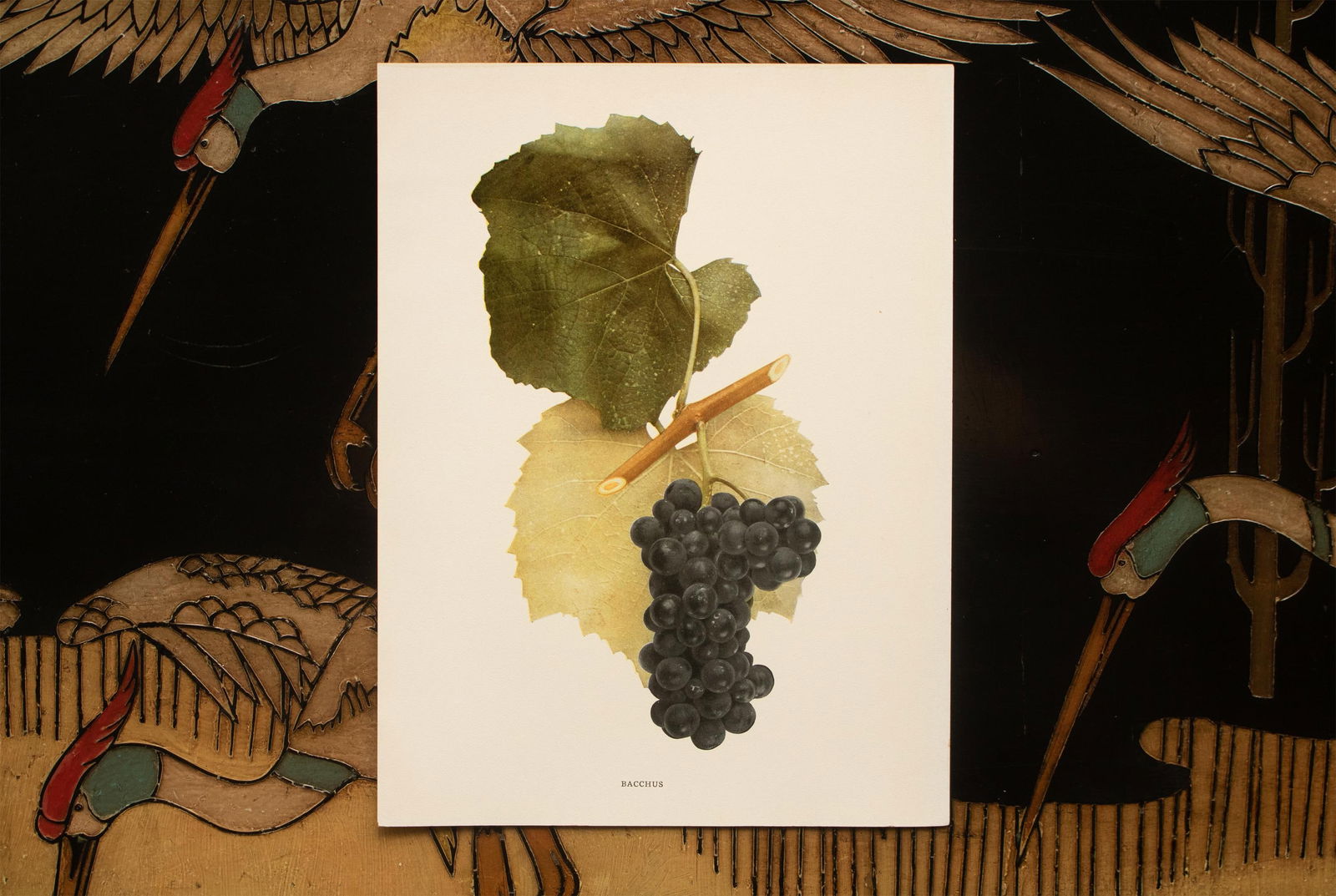 1900s U. P. Hedrick, Original Antique Photogravure of Bahhus Grapes - 6