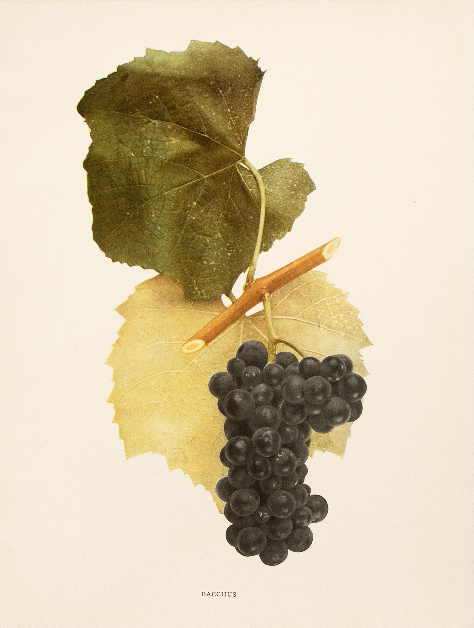 1900s U. P. Hedrick, Original Antique Photogravure of Bahhus Grapes - 7