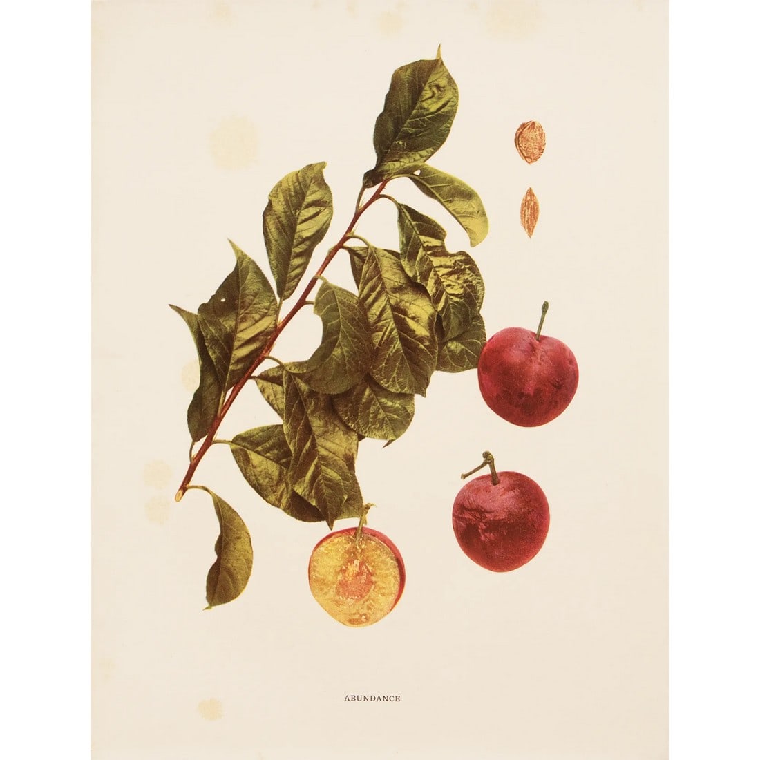 1900s U. P. Hedrick, Original Antique Photogravure of Abundance Plums: A magnificent original antique photogravure (print) of Abundance Plums by Ulysses Prentiss Hedrick (1870-1951). Superb quality. Printed on one side on heavy paper. Published and printed in early