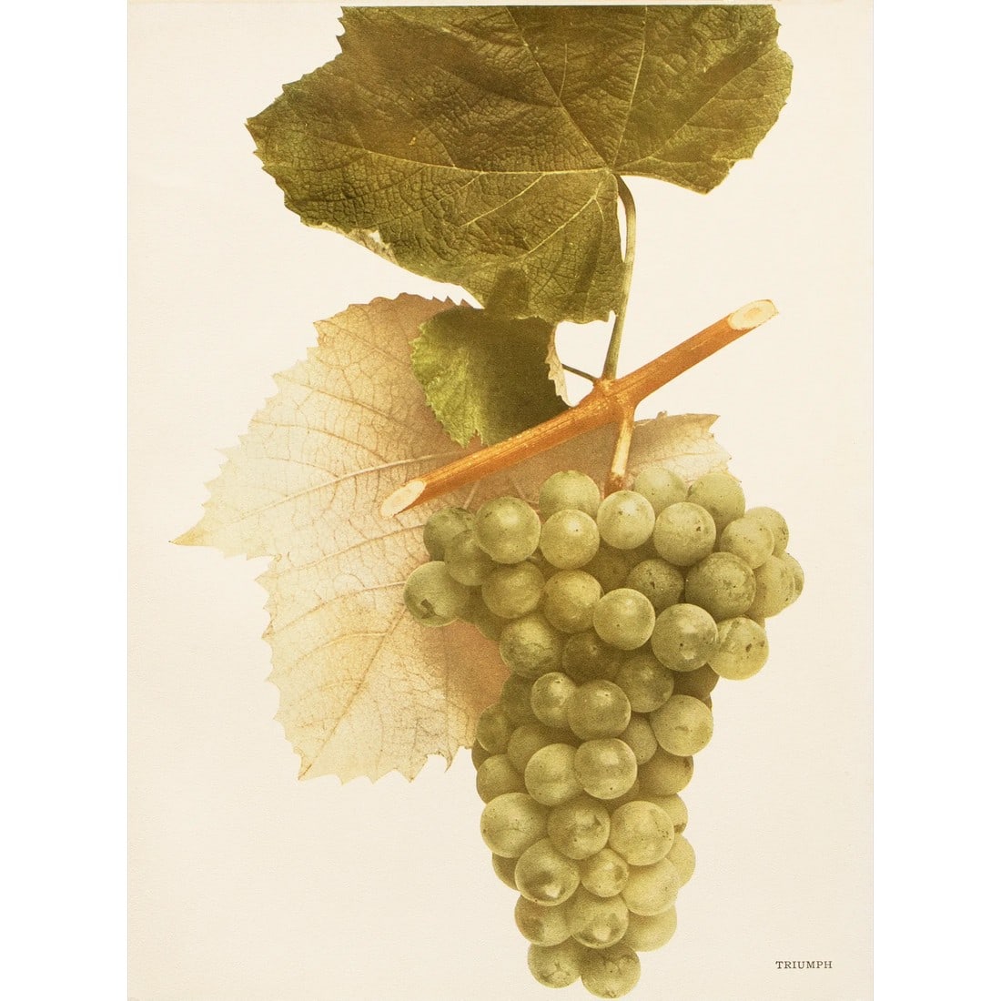 1900s U. P. Hedrick, Original Antique Photogravure of Triumph Grapes: A magnificent original antique photogravure (print) of Triumph Grapes by Ulysses Prentiss Hedrick (1870-1951). Superb quality. Printed on one side on heavy paper. Published and printed in early