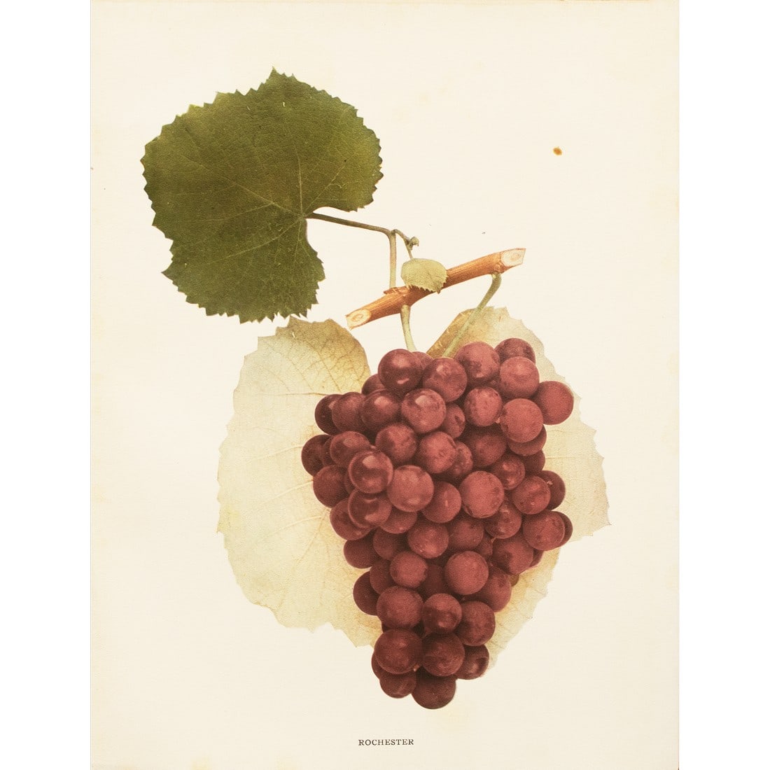 1900s U. P. Hedrick, Original Antique Photogravure of Rochester Grapes: A magnificent original antique photogravure (print) of Rochester Grapes by Ulysses Prentiss Hedrick (1870-1951). Superb quality. Printed on one side on heavy paper. Published and printed in early