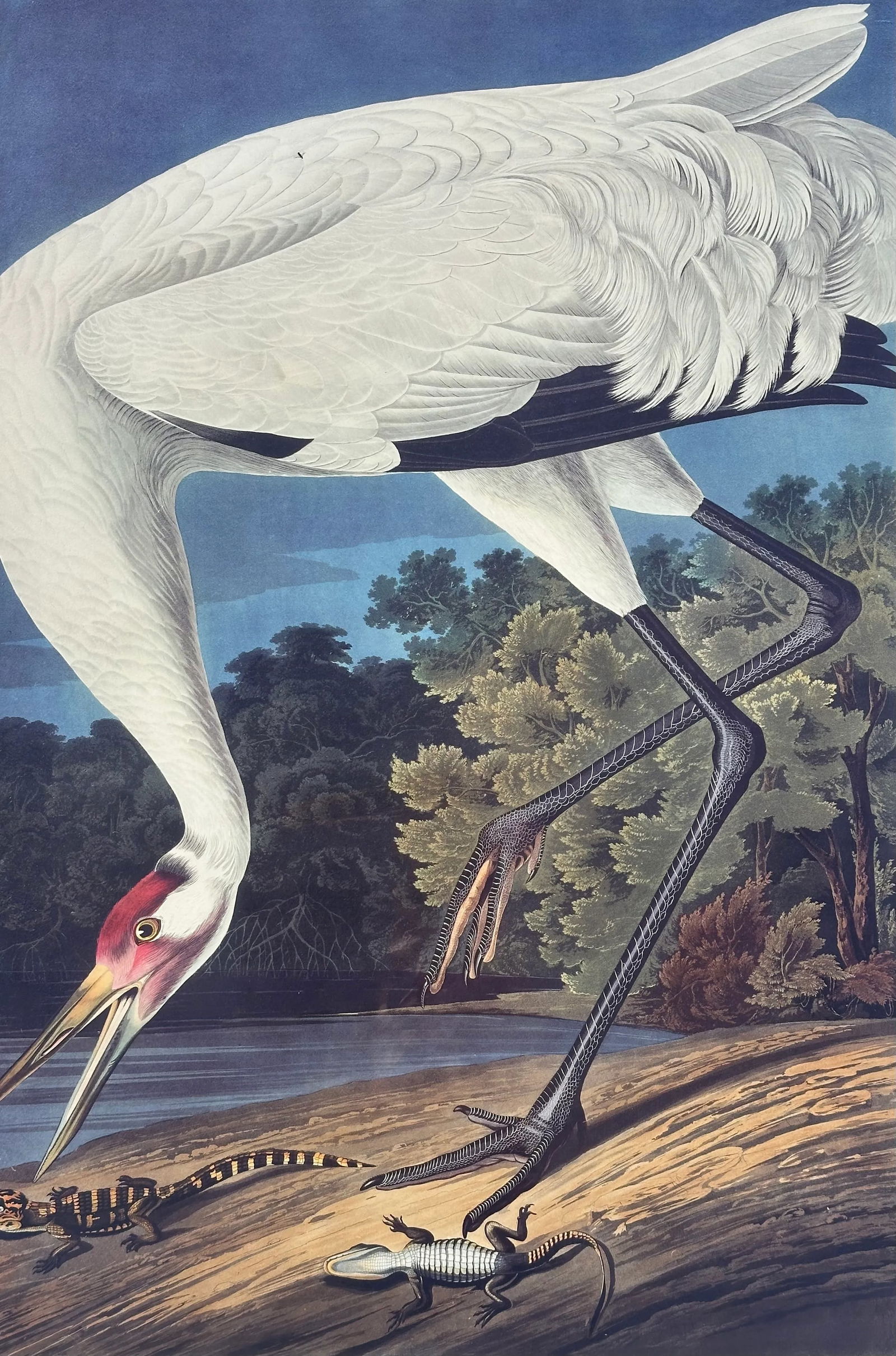 After Audubon Hooping Crane Lithograph - 3