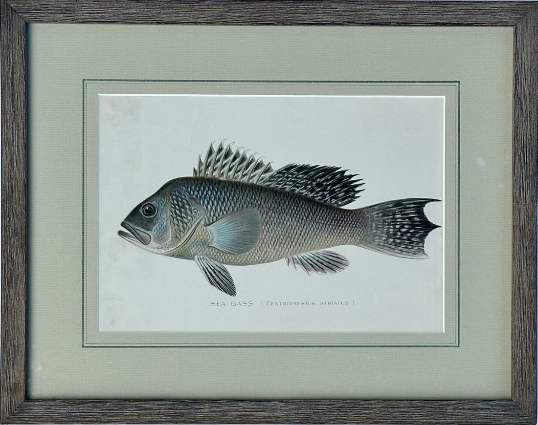 20th Century Sea Bass by Denton, Framed (1 of 5)