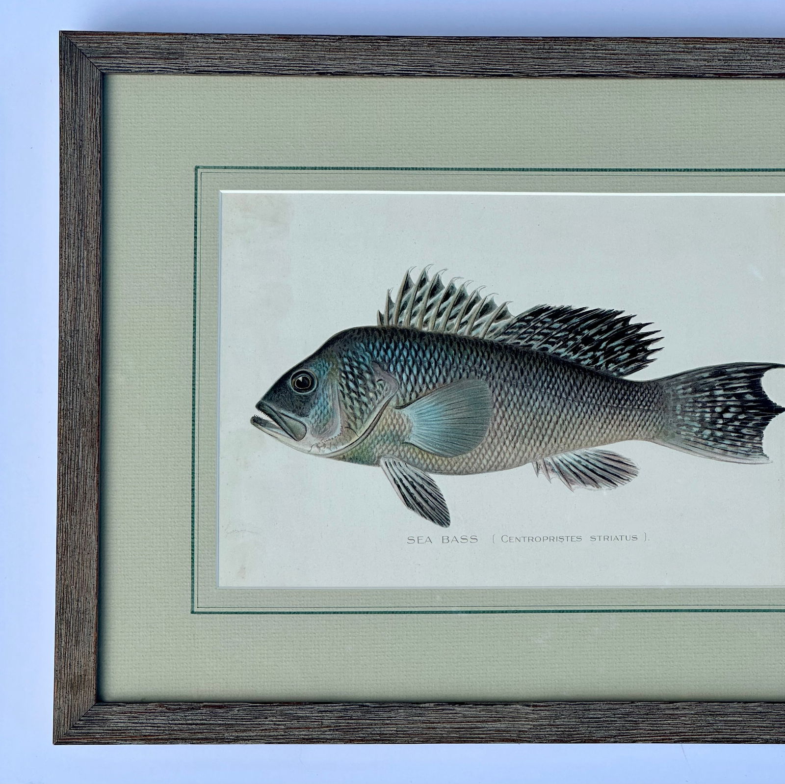 20th Century Sea Bass by Denton, Framed - 3