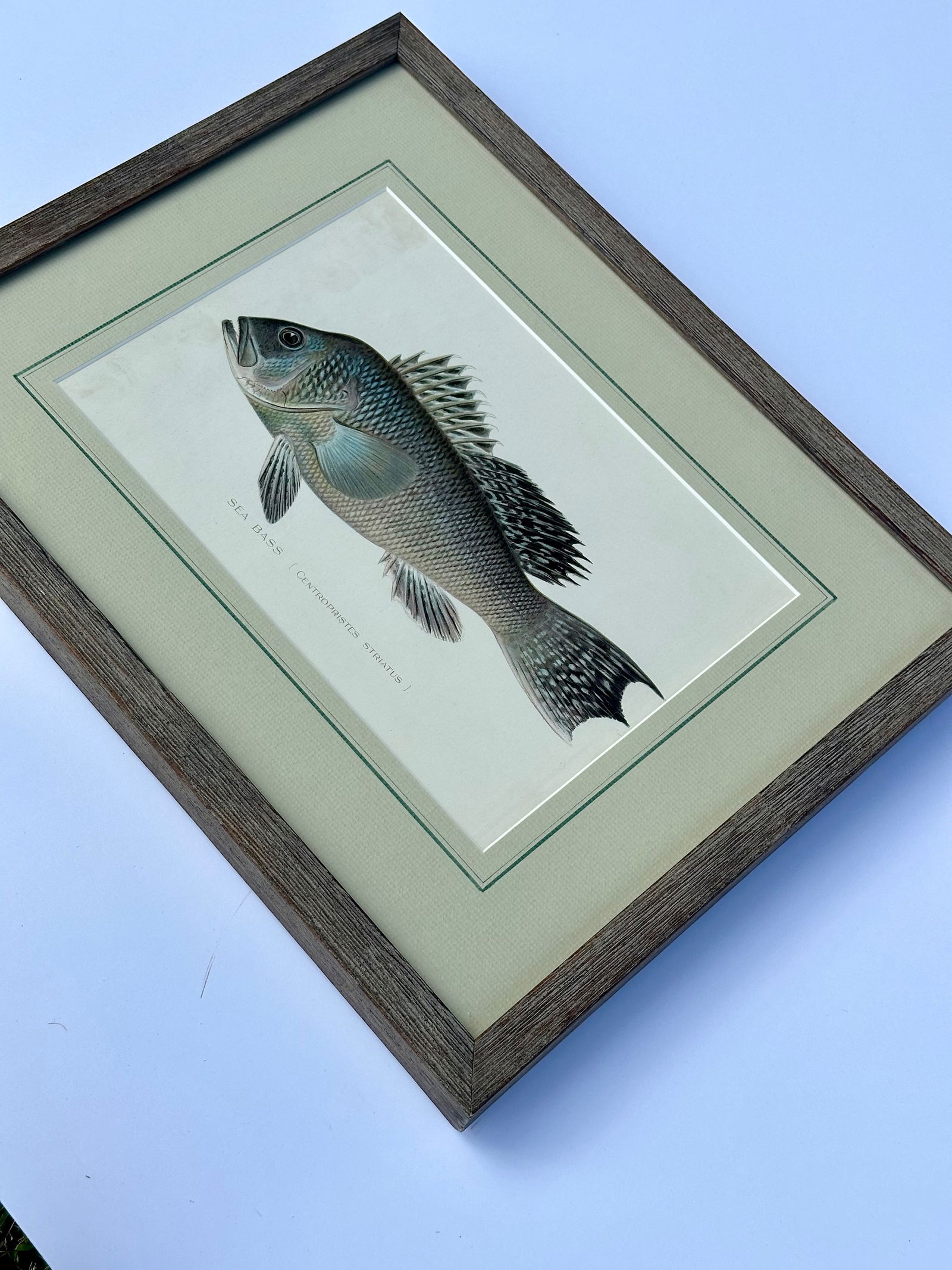 20th Century Sea Bass by Denton, Framed - 4
