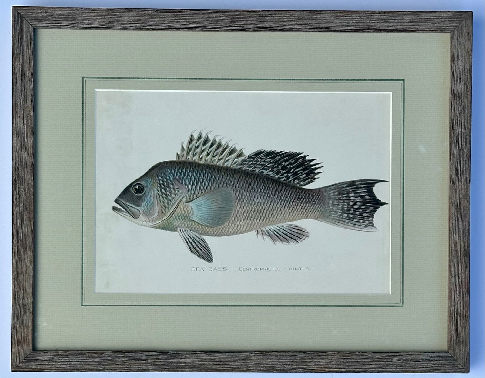 20th Century Sea Bass by Denton, Framed - 5