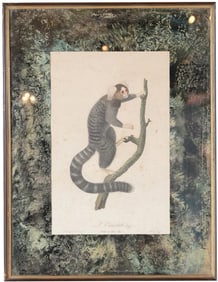Jean Baptiste Audebert 18th Century Print of a Monkey