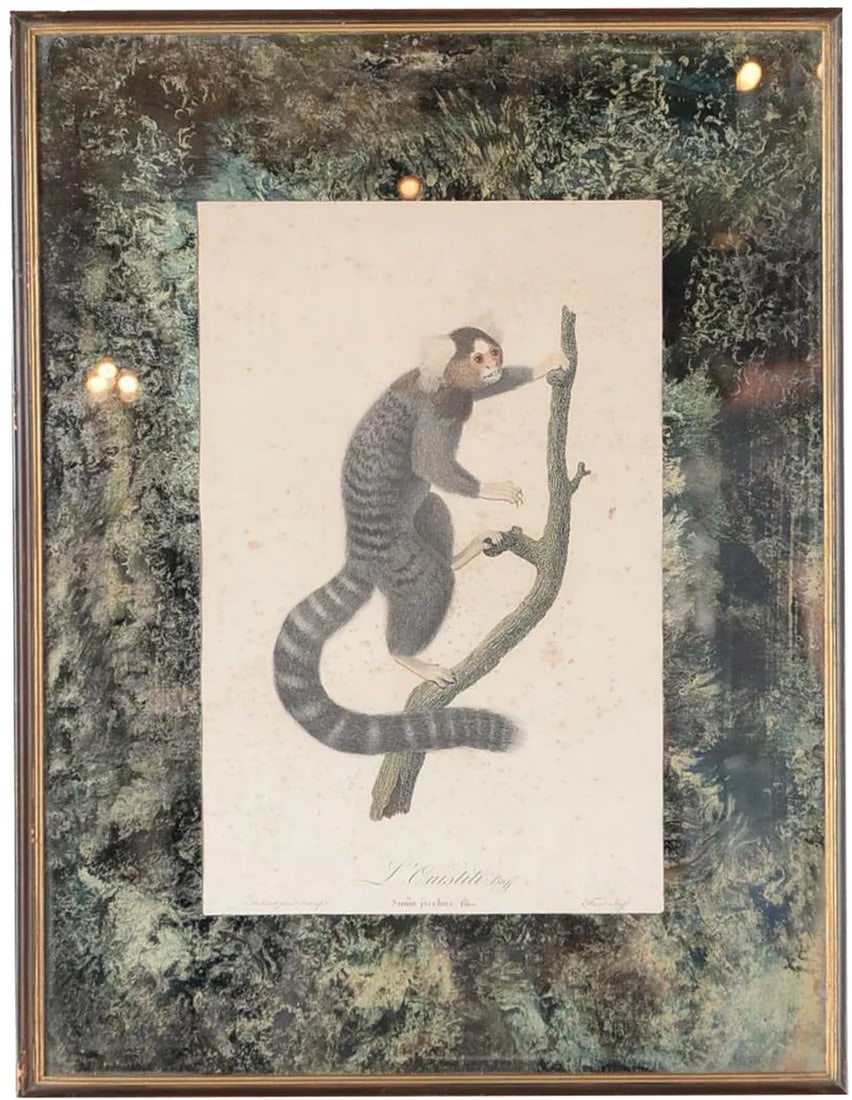 Jean Baptiste Audebert 18th Century Print of a Monkey (1 of 6)