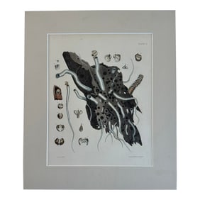 Coral Shells, 19th Century Print (Unframed)