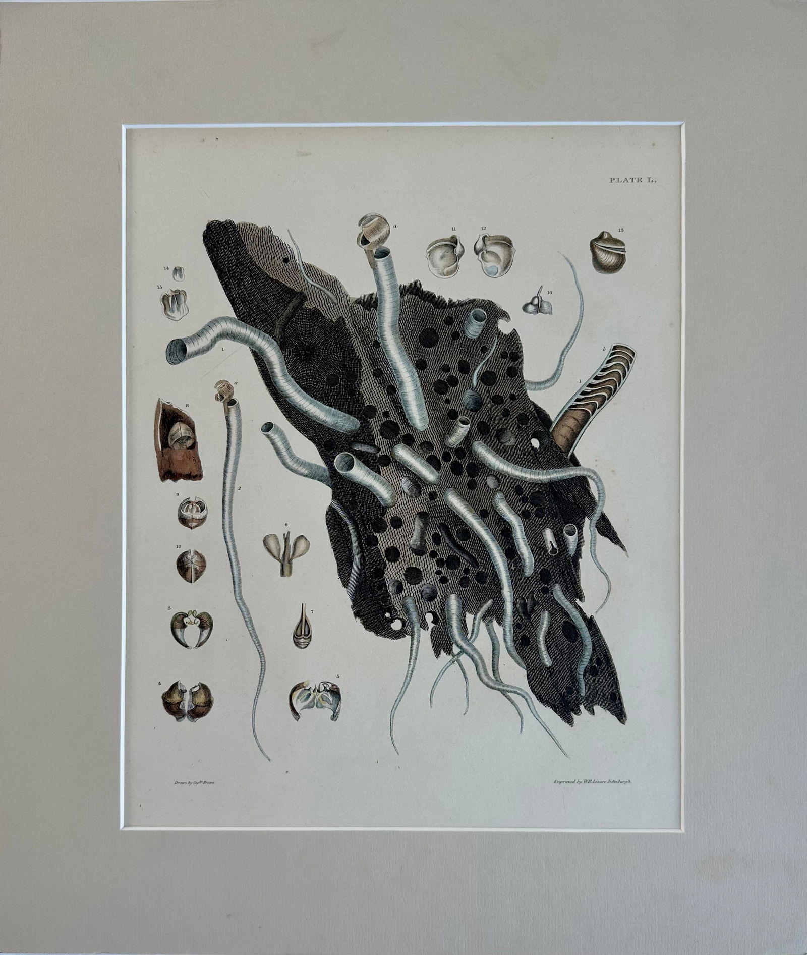 Coral Shells, 19th Century Print (Unframed) - 2