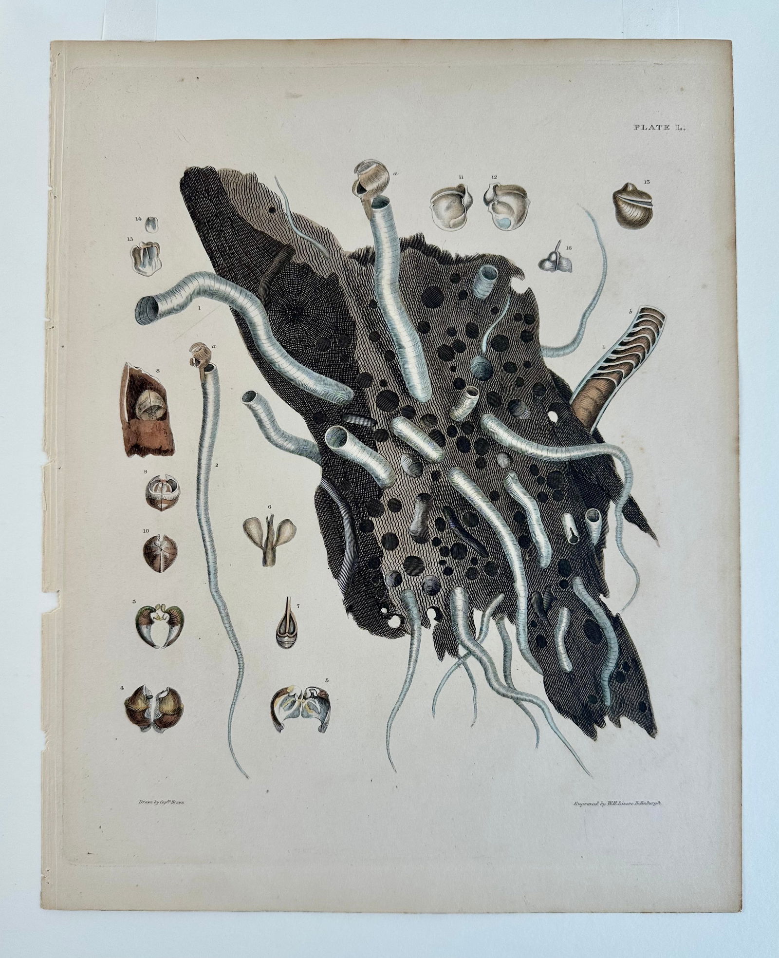 Coral Shells, 19th Century Print (Unframed) - 3