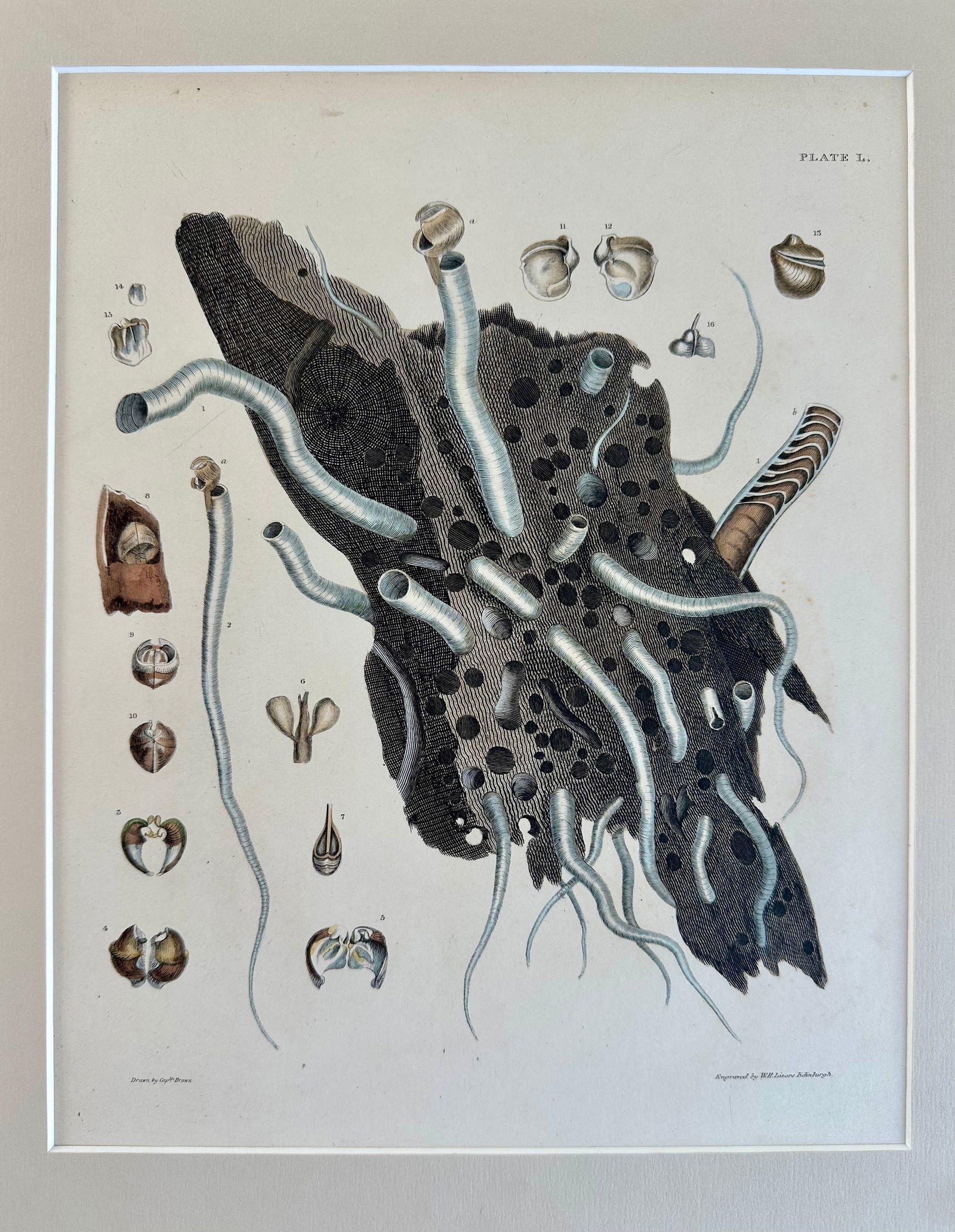 Coral Shells, 19th Century Print (Unframed) - 5