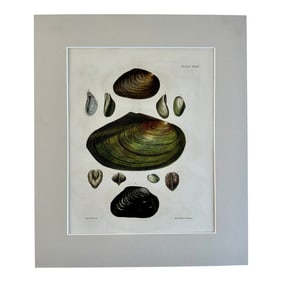 Sea Mussel Shells, 19th Century Print (Unframed)
