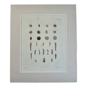 Auger Shells, 19th Century Print (Unframed)