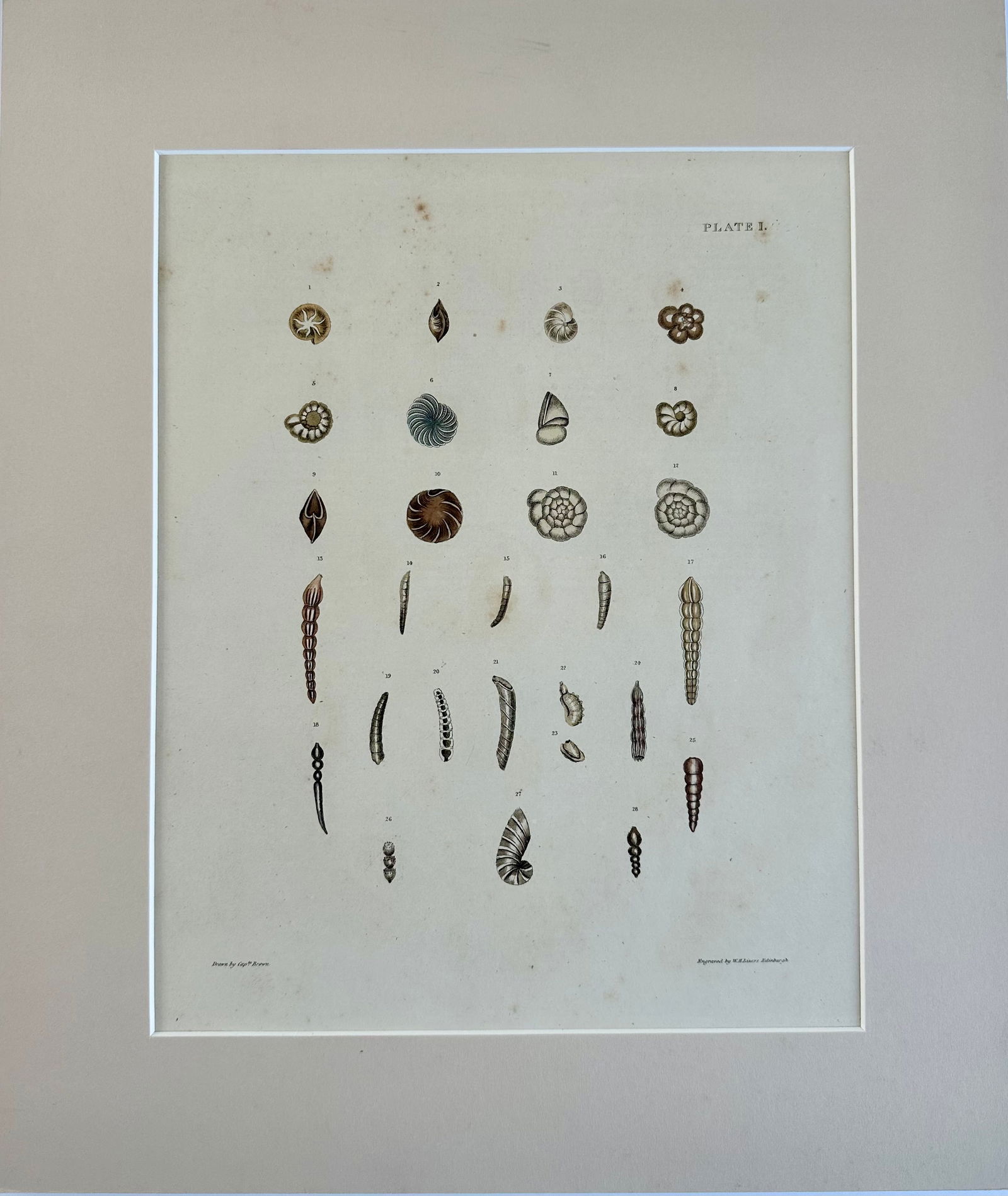 Auger Shells, 19th Century Print (Unframed) - 2