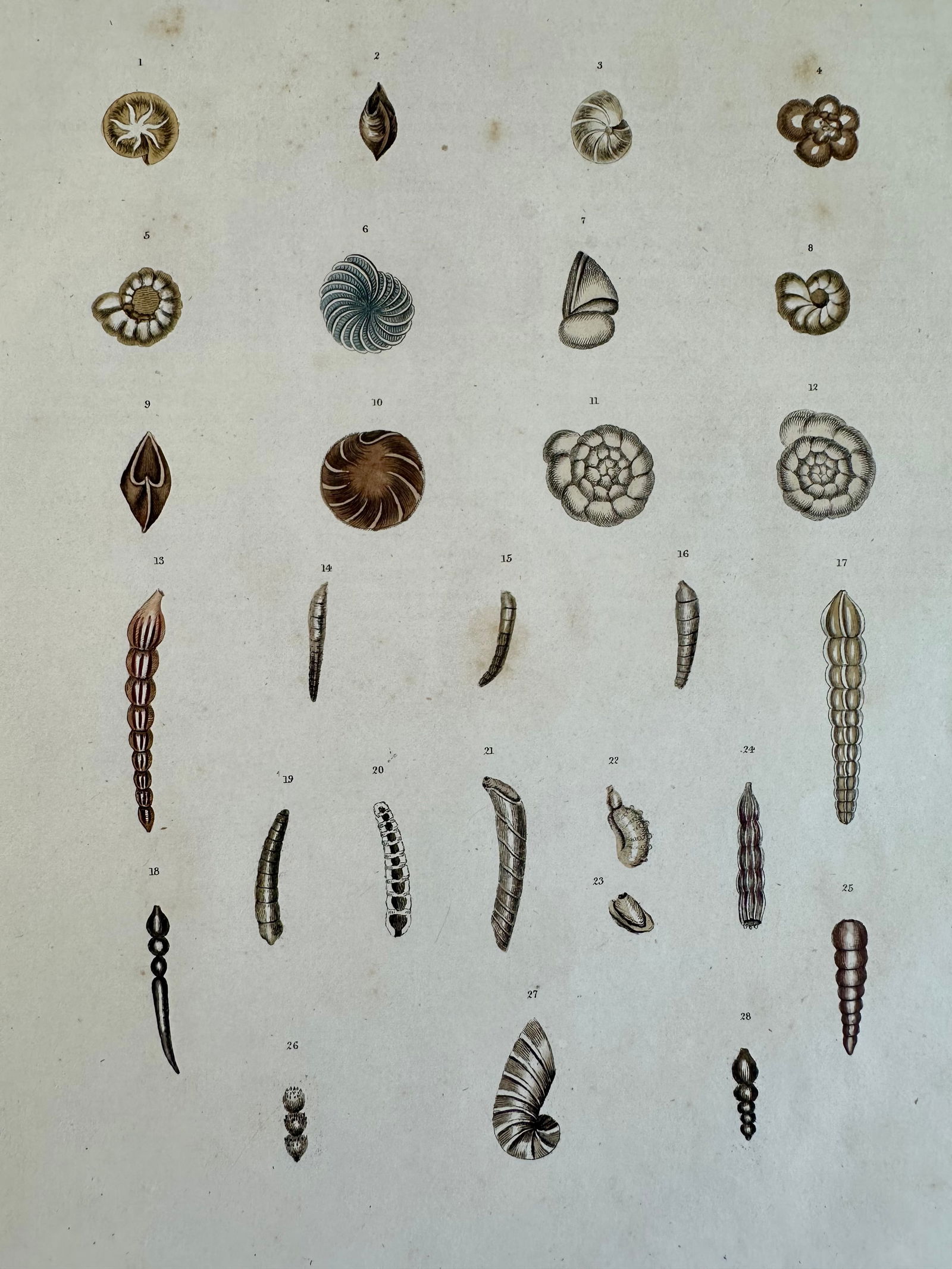 Auger Shells, 19th Century Print (Unframed) - 3