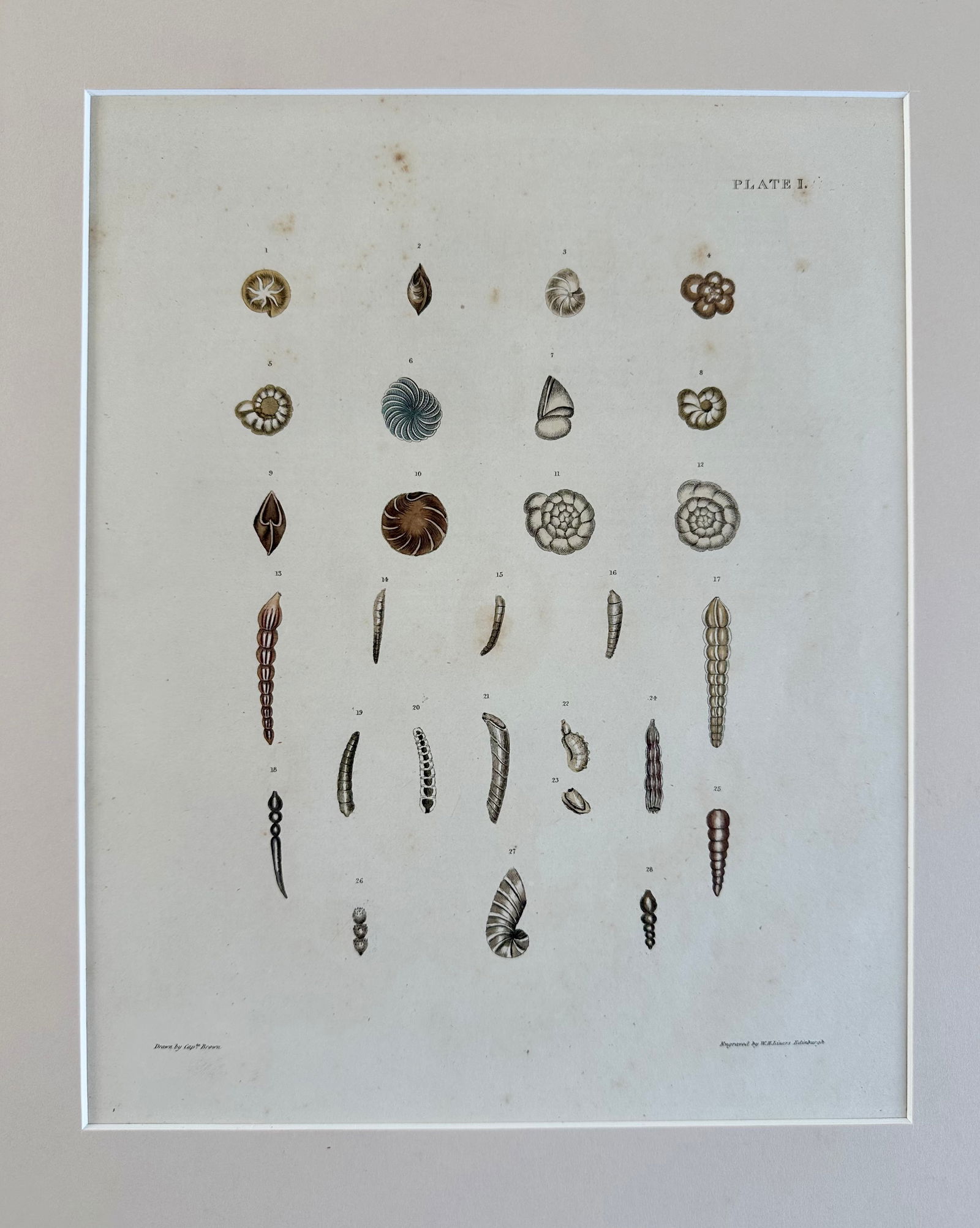 Auger Shells, 19th Century Print (Unframed) - 4