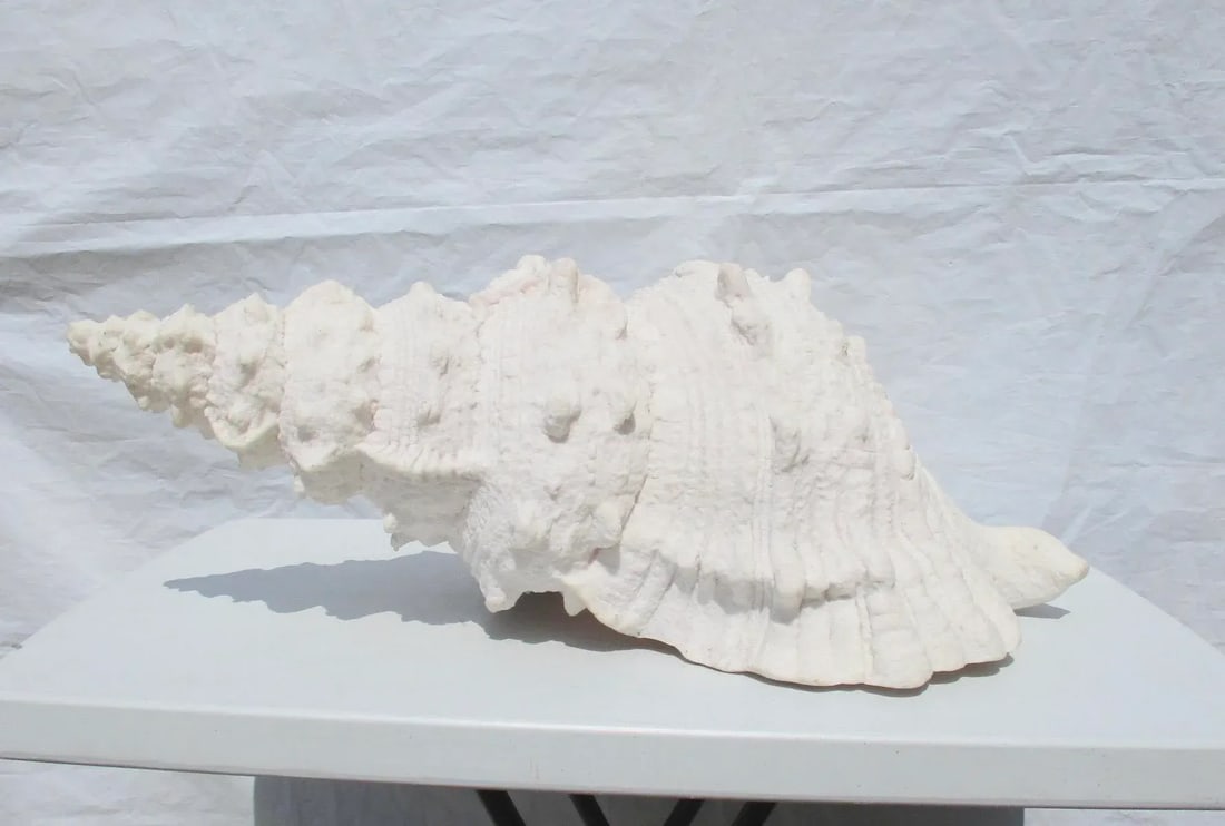 Lamp of Giant Conch Seashell Cast Resin Sculpture - 10