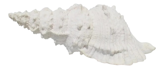 Lamp of Giant Conch Seashell Cast Resin Sculpture