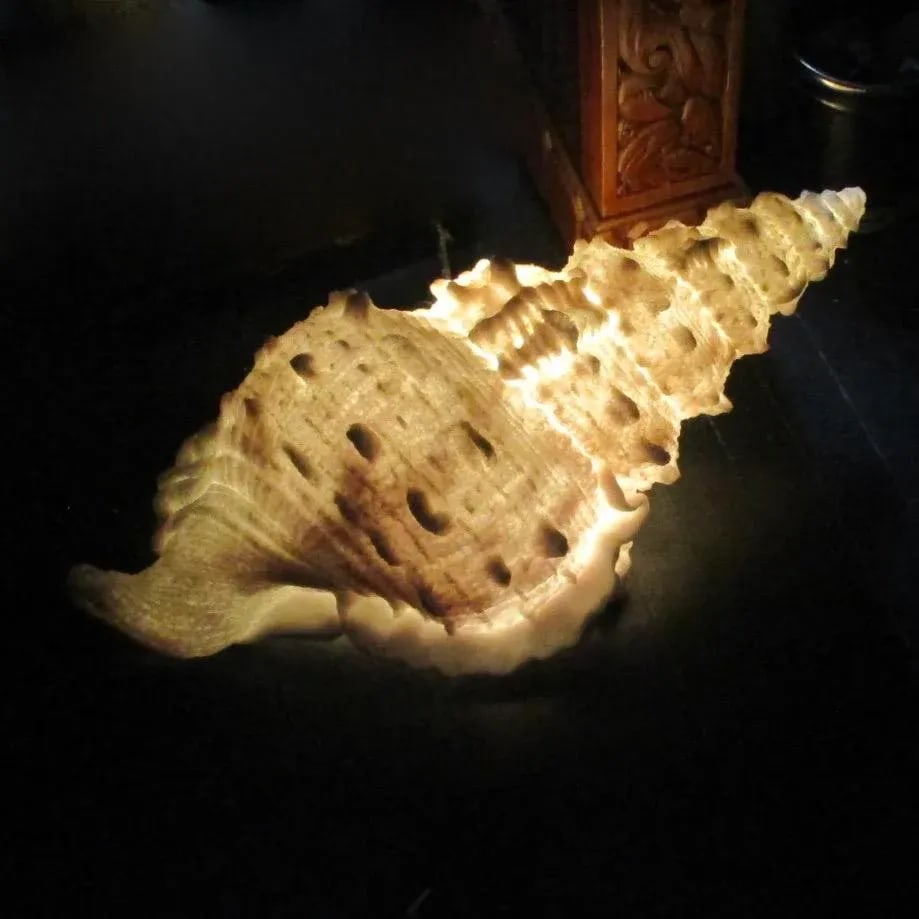 Lamp of Giant Conch Seashell Cast Resin Sculpture - 2
