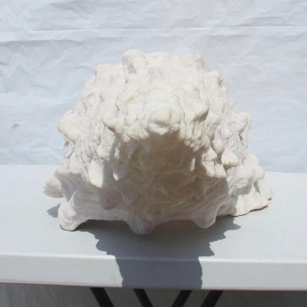 Lamp of Giant Conch Seashell Cast Resin Sculpture - 3