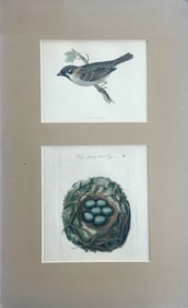 Tree Sparrow Nest & Egg, Original Engraving, C. 1880