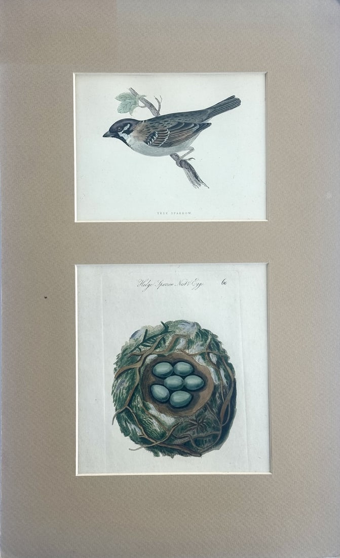 Tree Sparrow Nest & Egg, Original Engraving, C. 1880: Original steel engraving by Alexander Francis Lydon, c. 1880. Displayed in a custom mat. Dimensions: 11.5 x 18.75" Condition: Alterations: Original Condition Unaltered Imperfections: Some