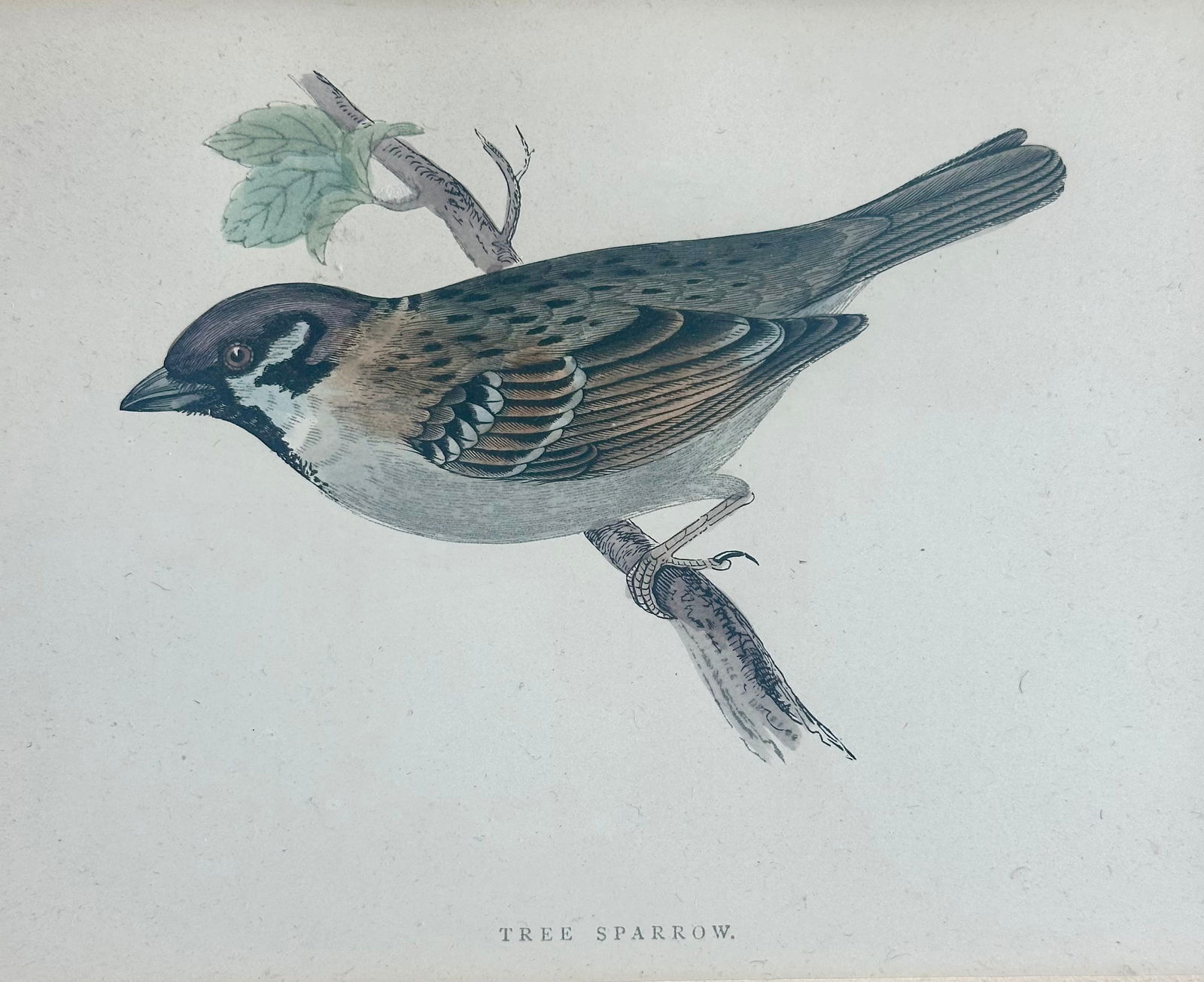 Tree Sparrow Nest & Egg, Original Engraving, C. 1880 - 3