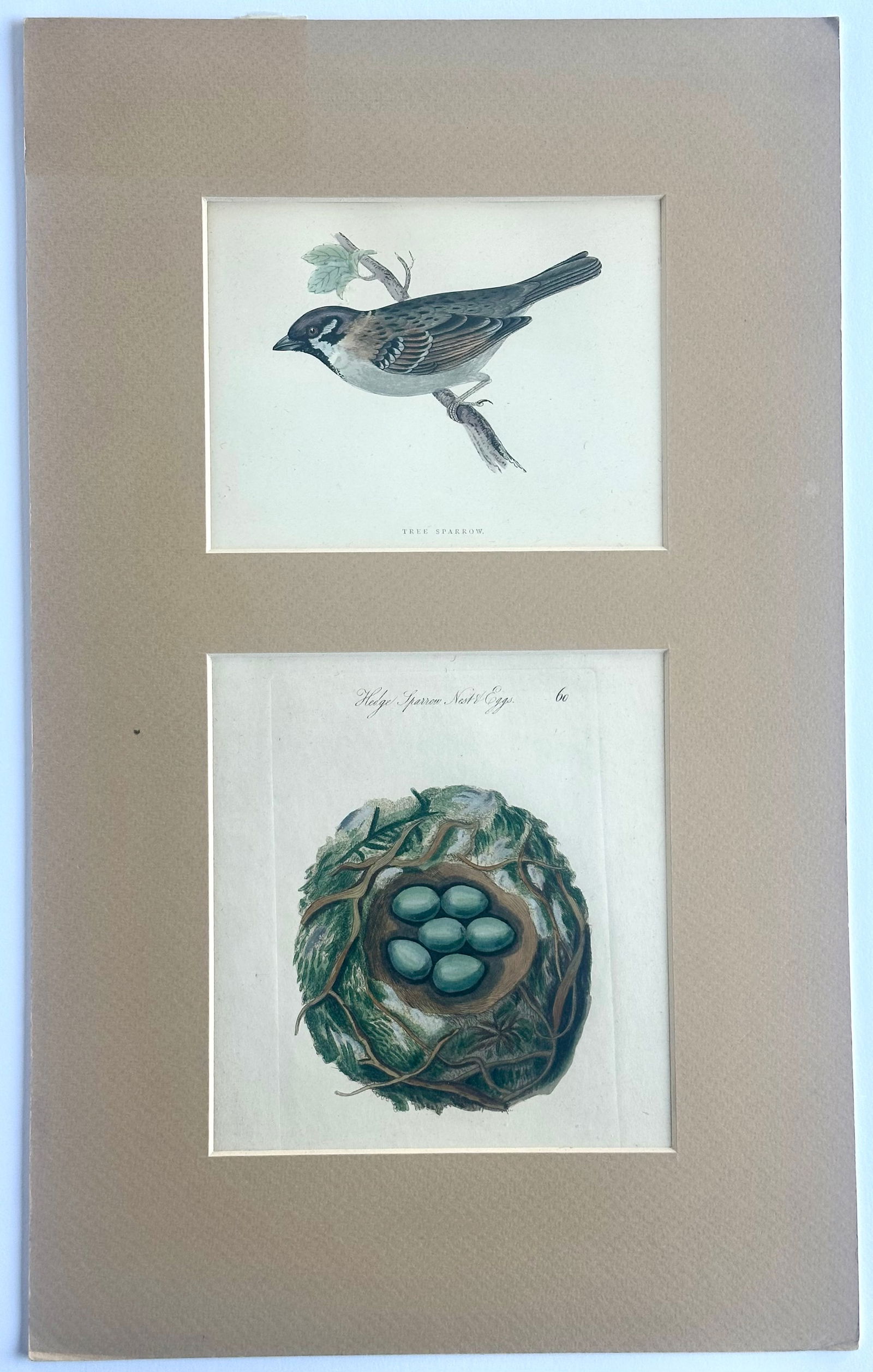 Tree Sparrow Nest & Egg, Original Engraving, C. 1880 - 4