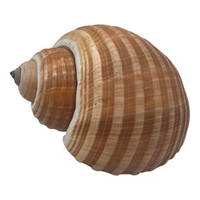 Vintage Large Tun Ocean Snail Shell Seashell