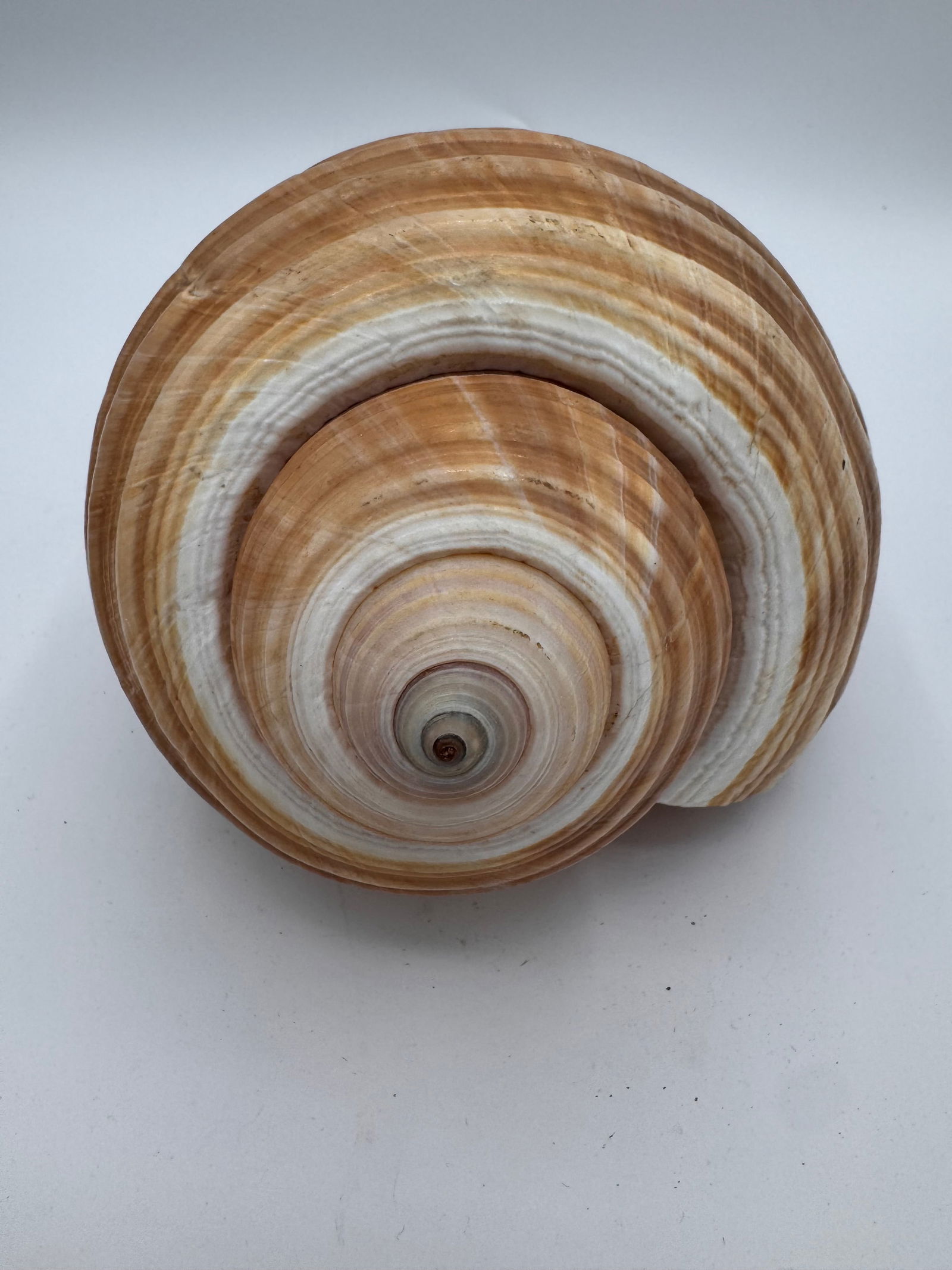 Vintage Large Tun Ocean Snail Shell Seashell - 4