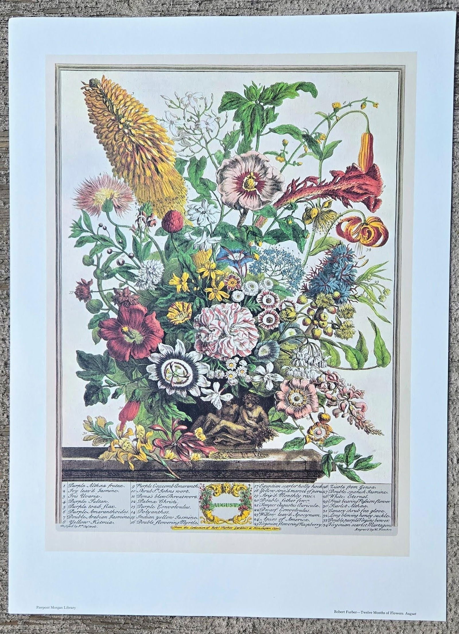 1980s Vintage Robert Furber August Botanical From "Twelve Months of Flowers" Pierpont Morgan Libra - 2