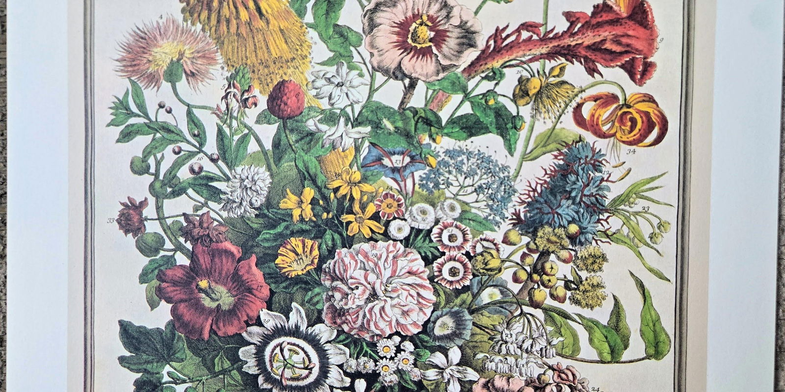 1980s Vintage Robert Furber August Botanical From "Twelve Months of Flowers" Pierpont Morgan Libra - 7