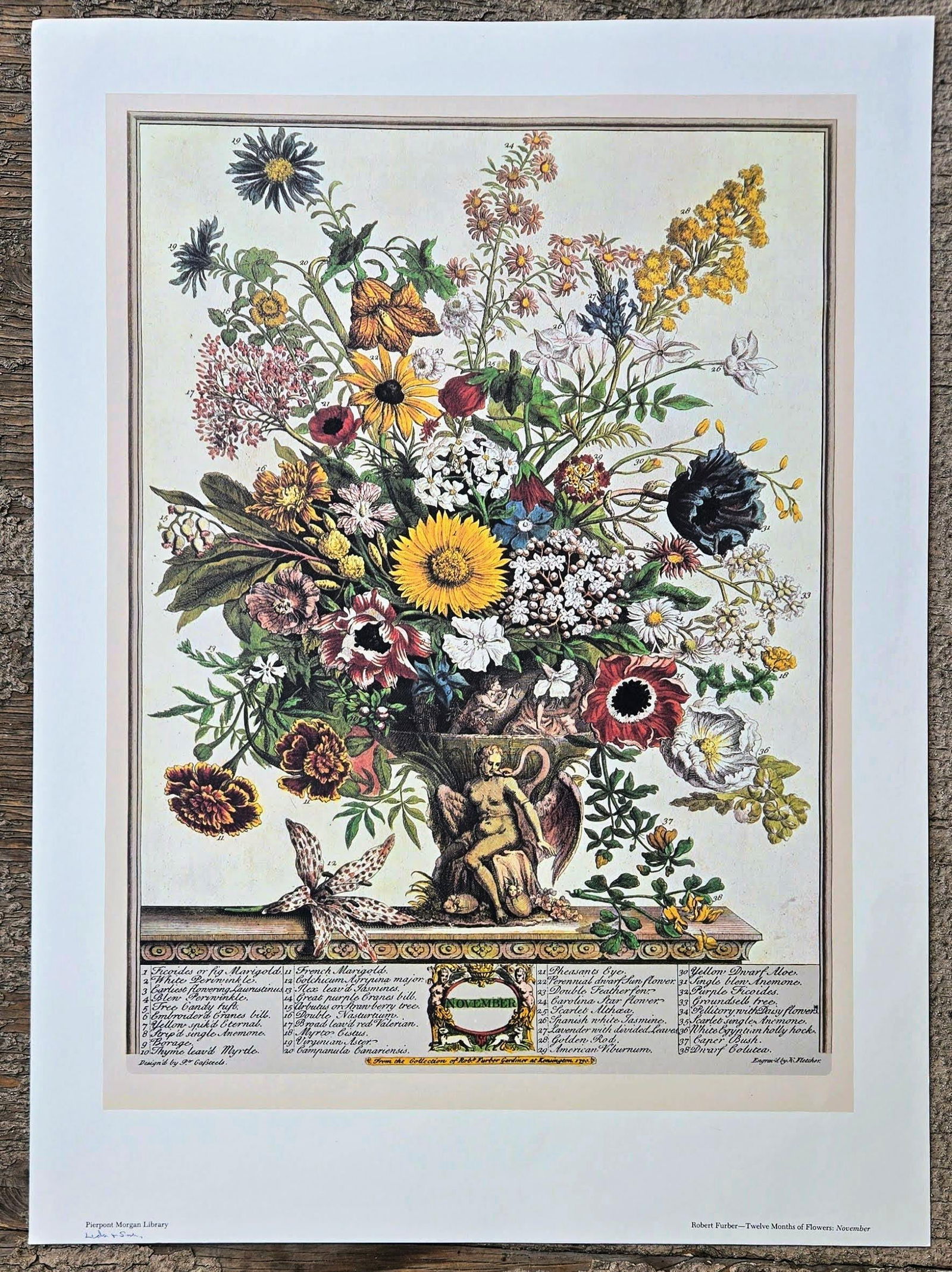 1980s Vintage Robert Furber November Botanical From "Twelve Months of Flowers" Pierpont Morgan Lib - 2