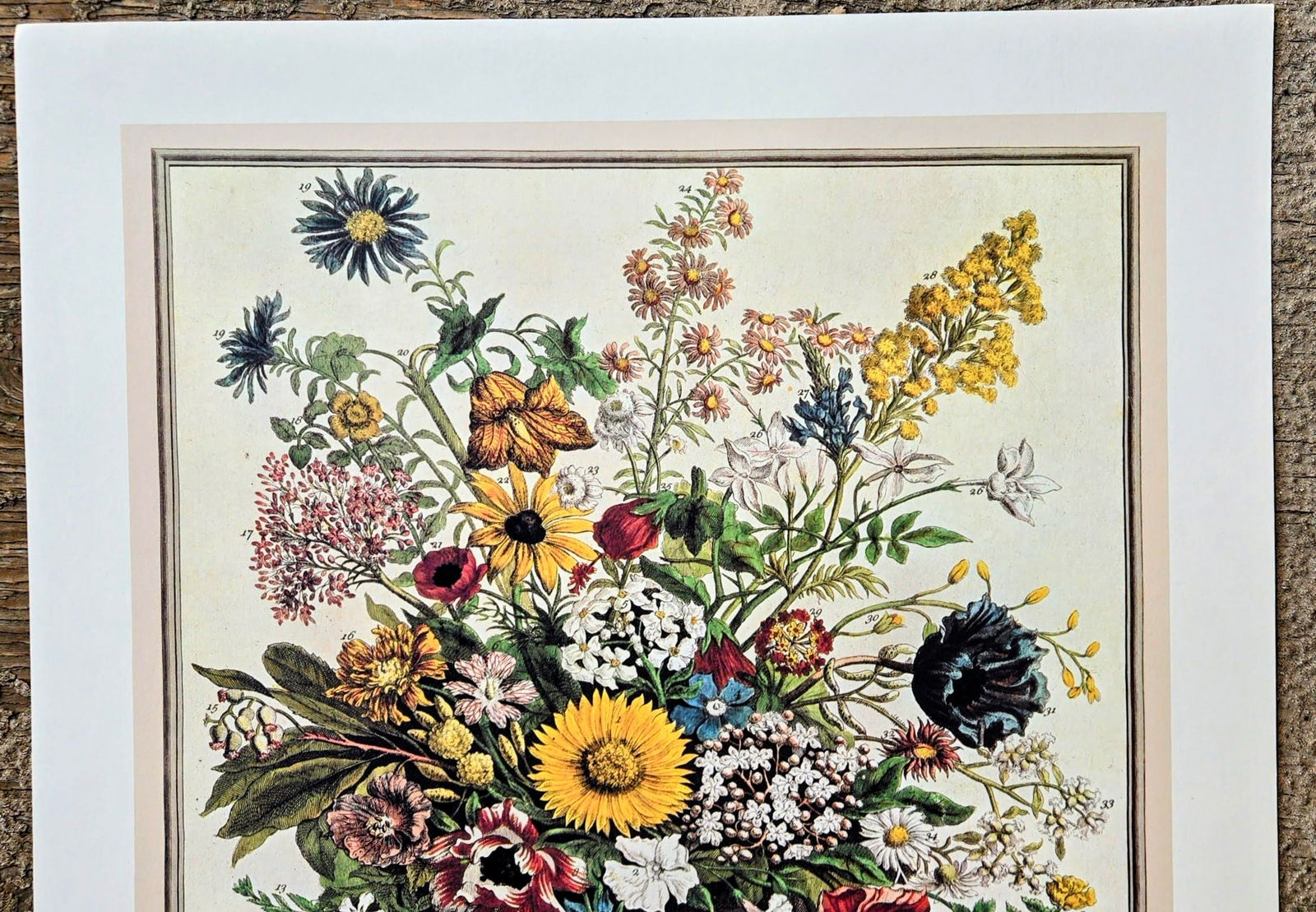 1980s Vintage Robert Furber November Botanical From "Twelve Months of Flowers" Pierpont Morgan Lib - 4