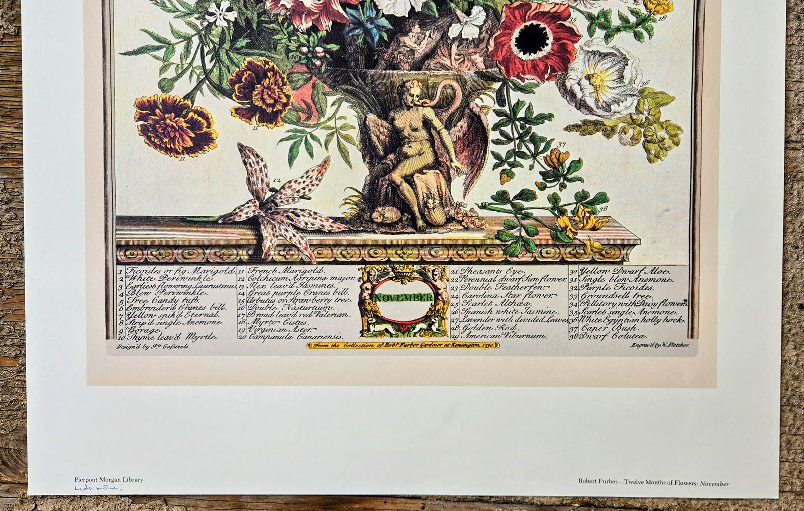 1980s Vintage Robert Furber November Botanical From "Twelve Months of Flowers" Pierpont Morgan Lib - 5