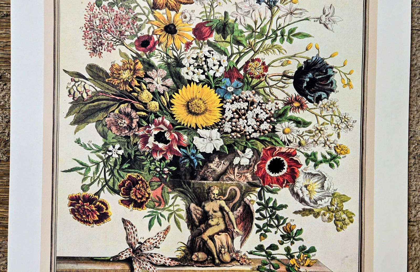 1980s Vintage Robert Furber November Botanical From "Twelve Months of Flowers" Pierpont Morgan Lib - 8