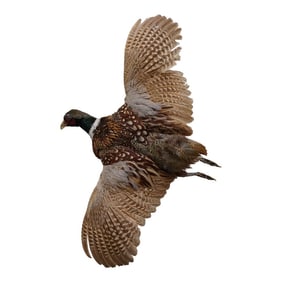 Taxidermy Flying Pheasant