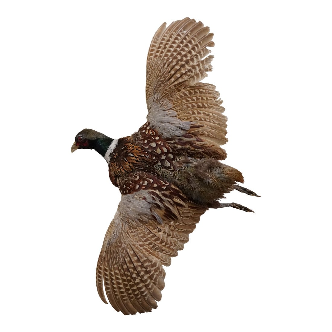 Taxidermy Flying Pheasant: Taxidermy Pheasant male rooster / cock bird in a flying position This piece would look great in a library or living room. The phesant can provide old-world charm to any space. The piece hangs on the