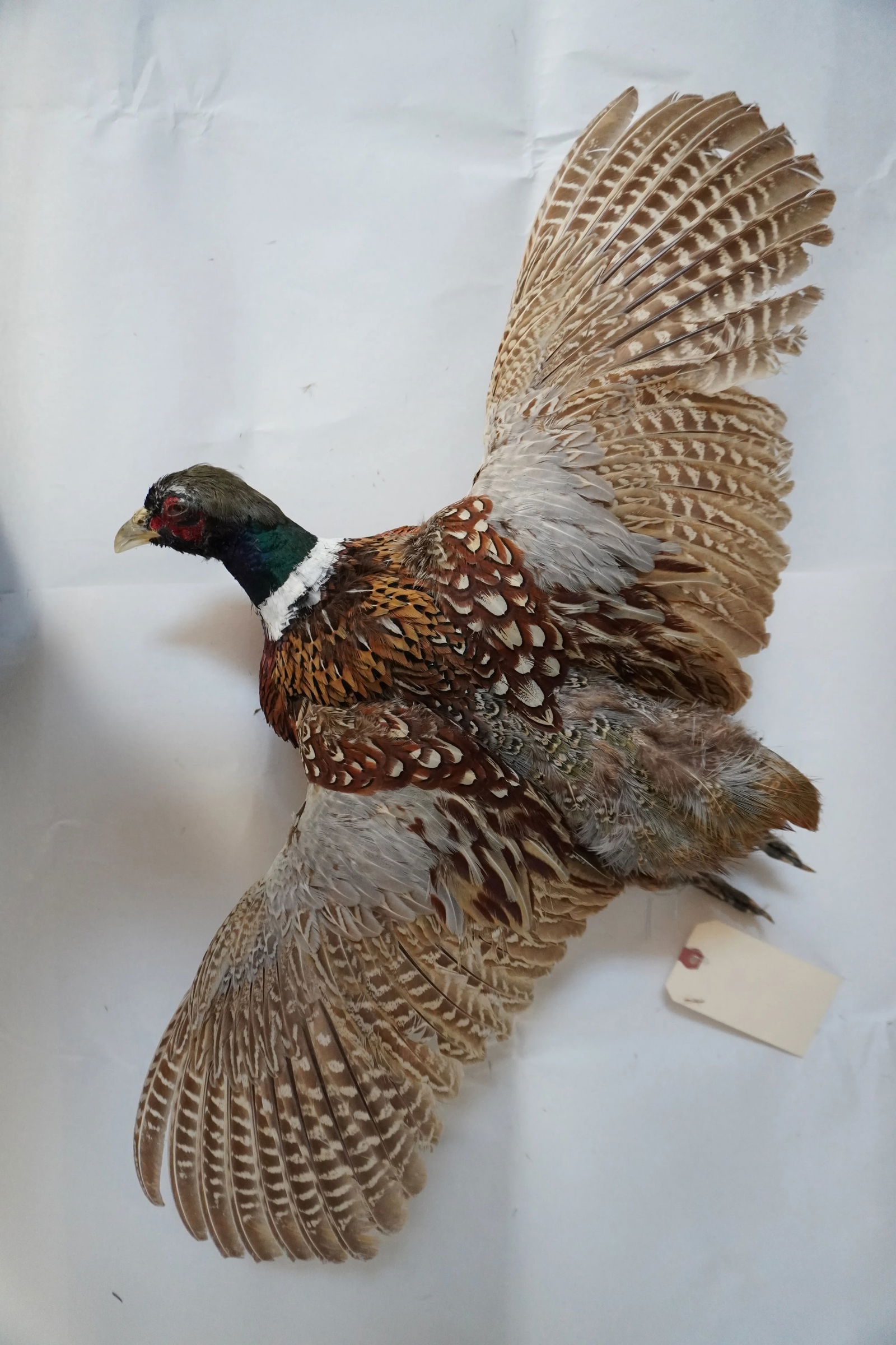 Taxidermy Flying Pheasant - 2