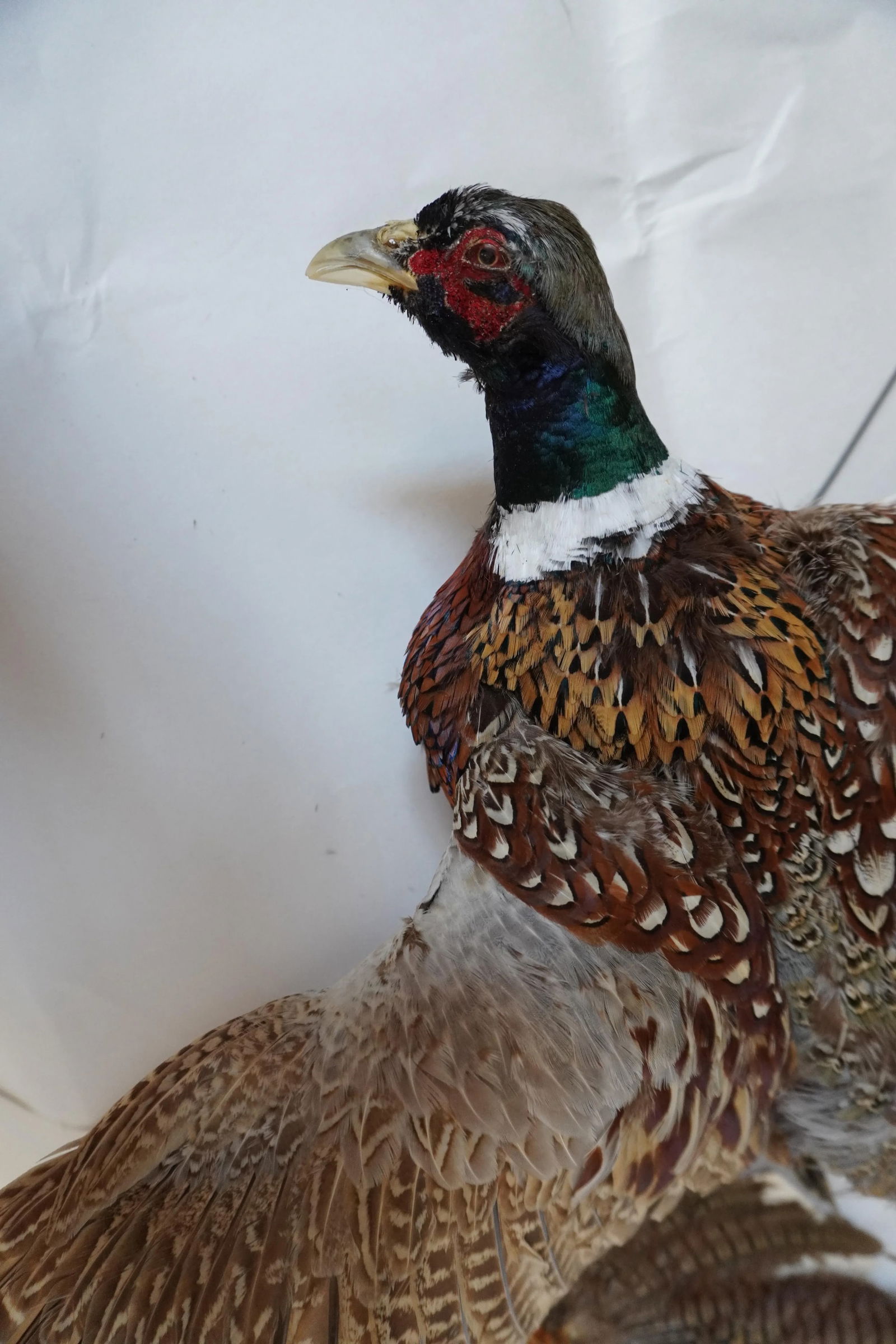 Taxidermy Flying Pheasant - 4