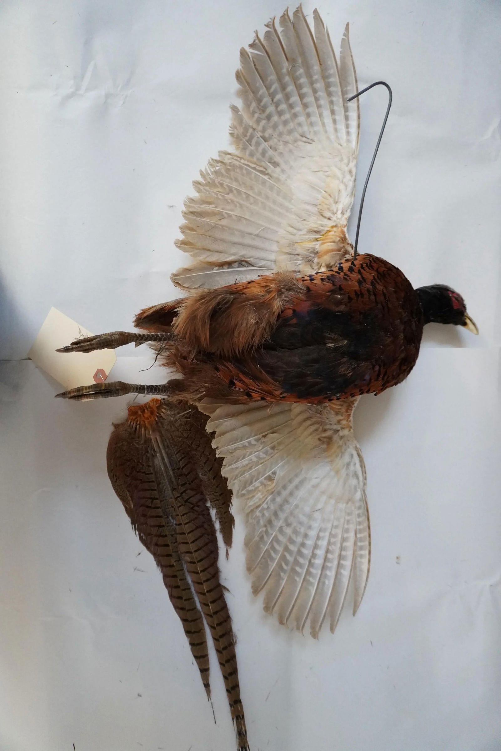 Taxidermy Flying Pheasant - 5