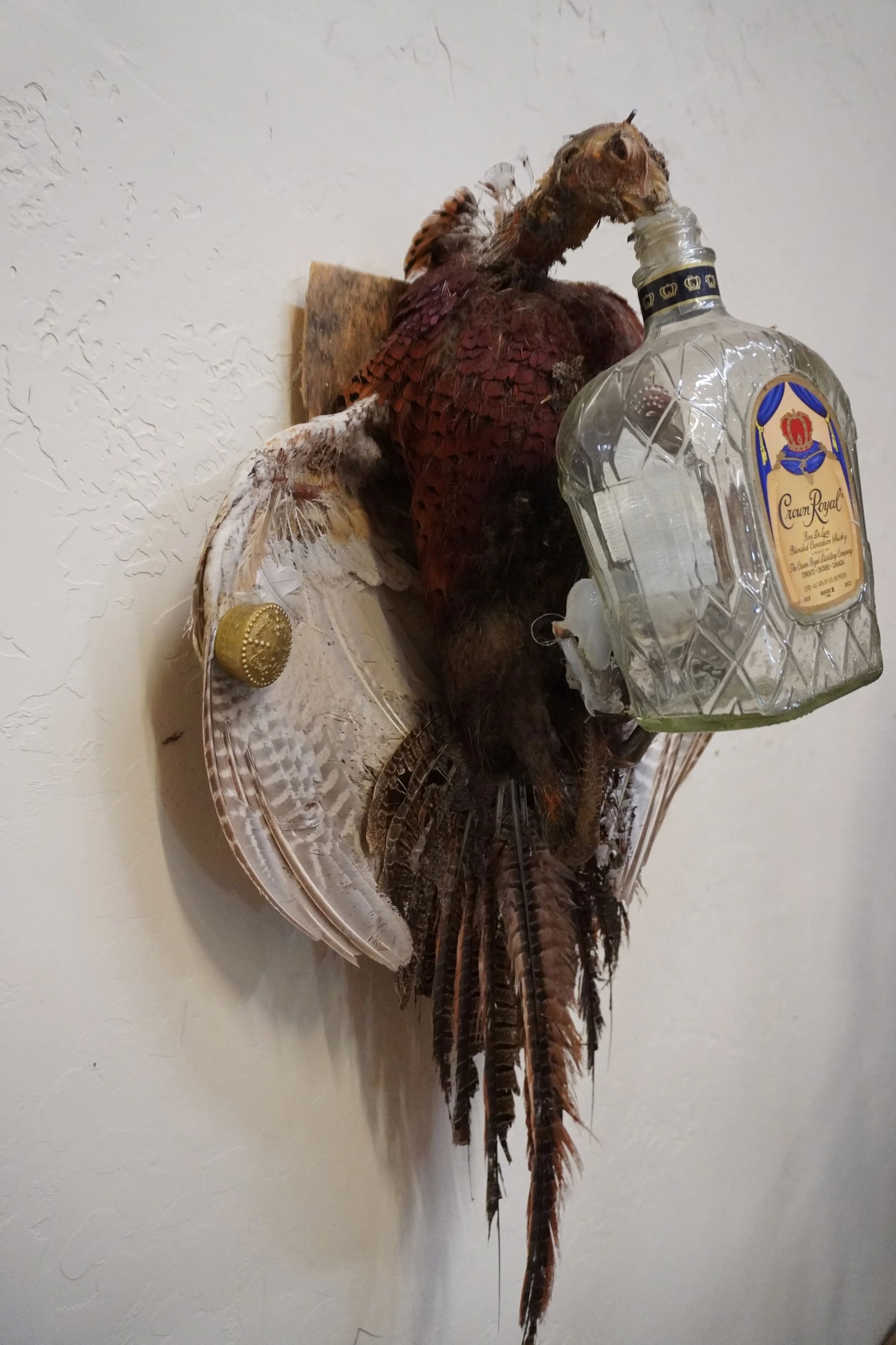 Taxidermy Pheasant Drinking From Crown Royal Bottle - 3