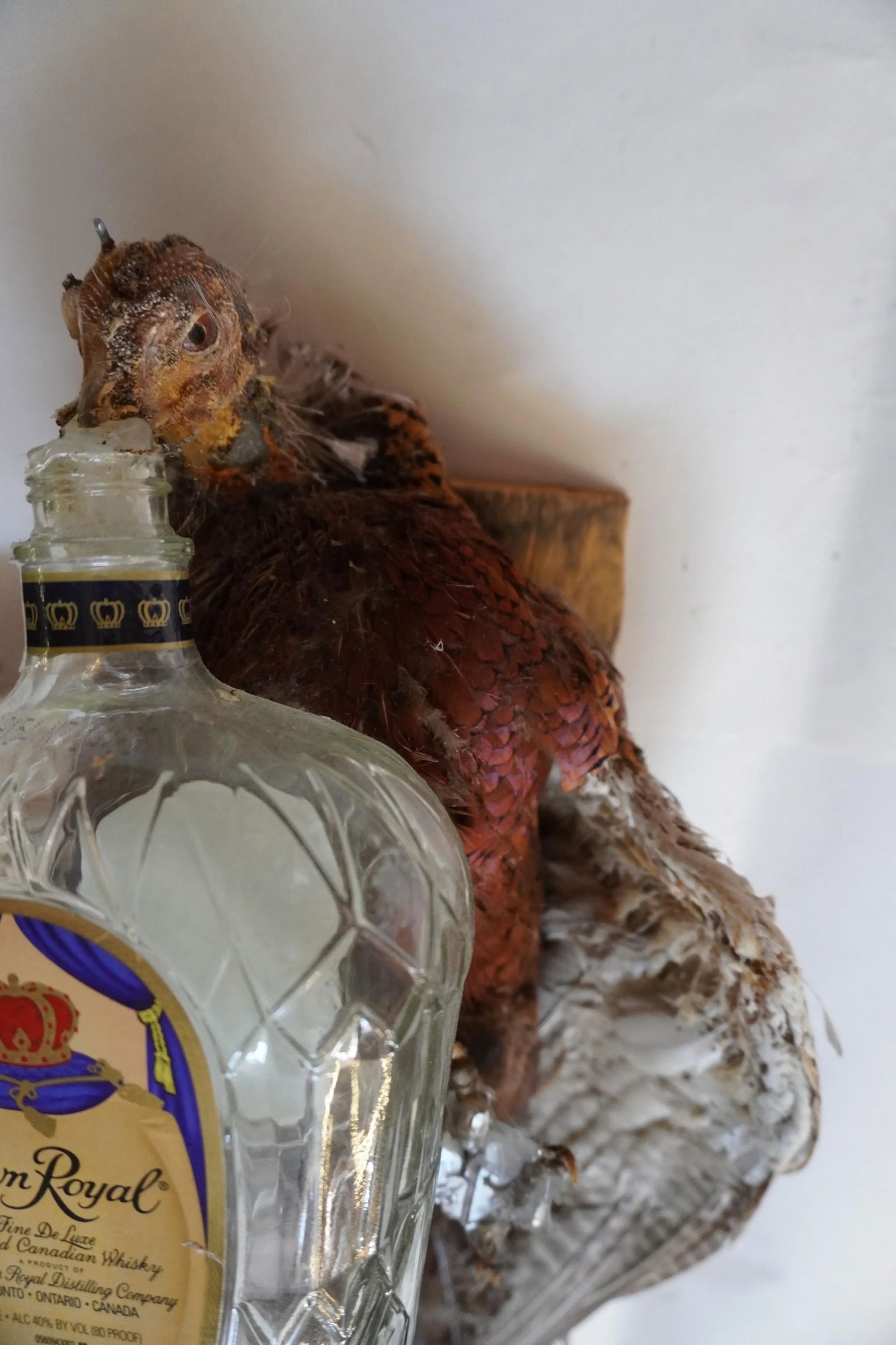 Taxidermy Pheasant Drinking From Crown Royal Bottle - 5